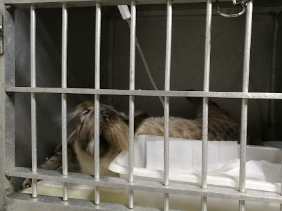 CVAS Centro Veterinario Asa Sul em Brasília - DF