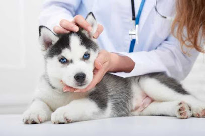 Dermatologia e Ultrassonografia Veterinária 24h em João Pessoa - PB