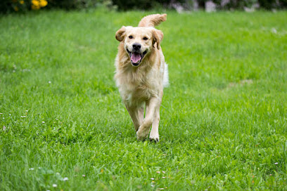 Dog Brazil Clínica Vet e Com Prod Veteri - Veterinário em Santo André - SP