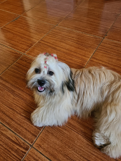 Dog Tique - Veterinário - Veterinário em Brasília - DF