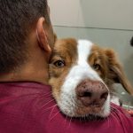 Imagem ilustrativa da empresa Doutor Silvestre Clínica Veterinária em Rio de Janeiro - RJ