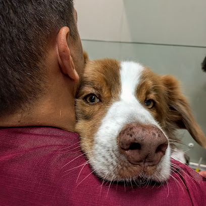 Doutor Silvestre Clínica Veterinária em Rio de Janeiro - RJ