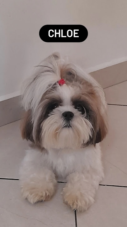 Drª Fernanda Peres da Costa - Atendimento Veterinário em Domicílio em Santo André - SP