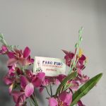 Imagem ilustrativa da empresa Faro Fino - Veterinário em São José dos Campos - SP