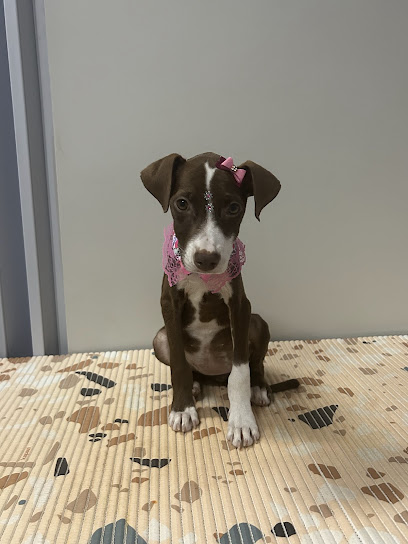 Fernanda Knychala - Médica Veterinária em Uberlândia - MG