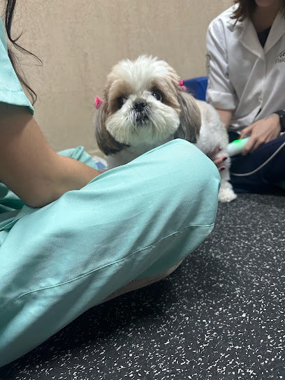 Fisio Care Pet São Bernardo II Centro Fisioterapia Acupuntura e Ortopedia Veterinária em São Bernardo do Campo - SP