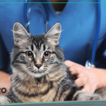 Imagem ilustrativa da empresa GATO PRETO - Clínica gatoprtodeVeterinária de Felinos em João Pessoa - PB