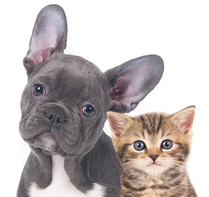 Imagem ilustrativa da empresa Golden Cão - Veterinário em São Bernardo do Campo - SP