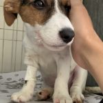 Imagem ilustrativa da empresa HOME CÃO - Veterinário em São Bernardo do Campo - SP