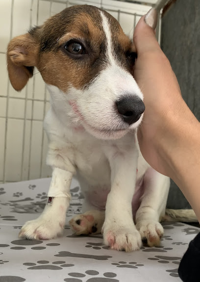 HOME CÃO - Veterinário em São Bernardo do Campo - SP