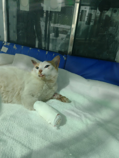 Hospital do Animal - Veterinário em Uberlândia - MG