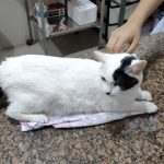 Imagem ilustrativa da empresa Hospital dos Animais - Veterinário em Rio de Janeiro - RJ