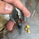 Imagem ilustrativa da empresa Hospital Veterinário Birds & Cia em Rio de Janeiro - RJ