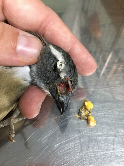 Hospital Veterinário Birds & Cia em Rio de Janeiro - RJ