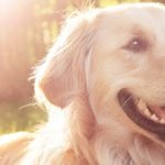 Imagem ilustrativa da empresa Hospital Veterinário Botafogo em Rio de Janeiro - RJ