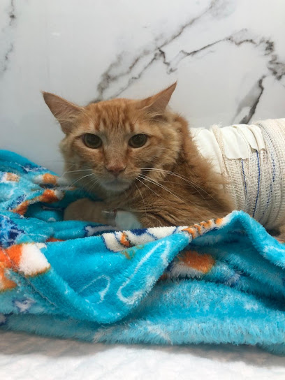Hospital Veterinário Brasília em Brasília - DF
