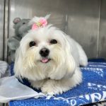Imagem ilustrativa da empresa Hospital Veterinário Carinho de Bicho - Unidade Parque Industrial em São José dos Campos - SP