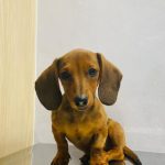 Imagem ilustrativa da empresa Hospital Veterinário Carinho de Bicho - Unidade Vila Ema em São José dos Campos - SP