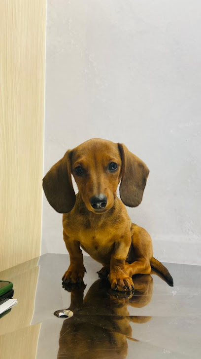 Hospital Veterinário Carinho de Bicho - Unidade Vila Ema em São José dos Campos - SP