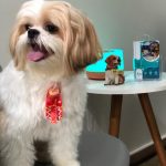 Imagem ilustrativa da empresa Hospital Veterinário Pigovet - 24 horas em São José dos Campos - SP