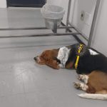 Imagem ilustrativa da empresa Hospital Veterinário UFU em Uberlândia - MG
