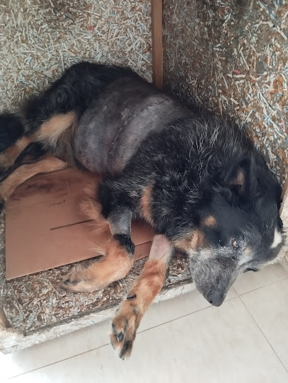 Hospital Veterinário UNIP São José dos Campos em São José dos Campos - SP