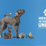 Imagem ilustrativa da empresa Hospital Veterinário Unipac em Uberlândia - MG