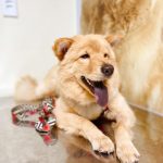 Imagem ilustrativa da empresa IMCVET - Instituto de Medicina e Cirurgia Veterinária em Rio de Janeiro - RJ