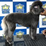 Imagem ilustrativa da empresa Império Rações - Loja ¹ - Nova Natal - Veterinário em Natal - RN