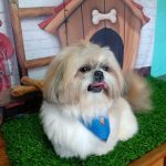 Imagem ilustrativa da empresa ITAPETI Veterinária em Santo André - SP