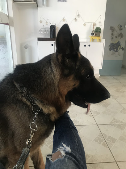 Marlainy Gomes - Médica Veterinária em Uberlândia - MG