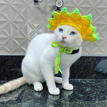Medicina Felina Dra. Selma - Veterinário em Brasília - DF