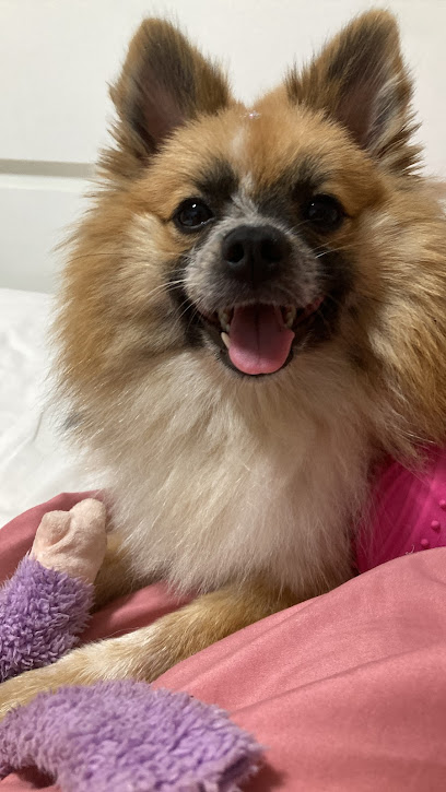 Minha Vet - Veterinária em Santo André - SP