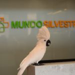 Imagem ilustrativa da empresa Mundo Silvestre - Medicina de Animais Silvestres e Exóticos - Veterinário em Brasília - DF