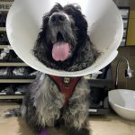 Imagem ilustrativa da empresa Mymba Clínica Veterinária em Brasília - DF