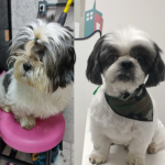 Imagem ilustrativa da empresa PET CITY - Veterinário em São Gonçalo - RJ