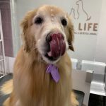 Imagem ilustrativa da empresa Pet Life Clínica Veterinária e Estética Animal em Rio de Janeiro - RJ