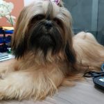Imagem ilustrativa da empresa Pet Patas Veterinário - 24HS & Petshop em Natal - RN