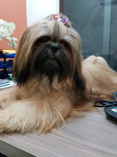 Pet Patas Veterinário - 24HS & Petshop em Natal - RN