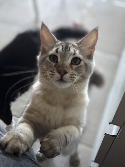 Petbelle Clínica Veterinária e Pet Shop em Natal - RN
