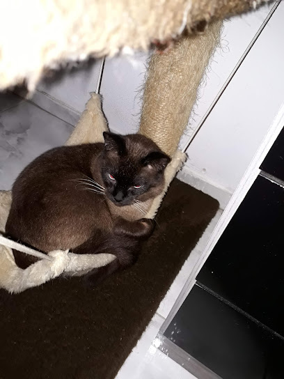 Peti Gatô - Veterinário em São José dos Campos - SP