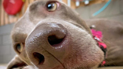 PetShop - Bicho da Villa - Veterinário em Santo André - SP