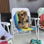 Imagem ilustrativa da empresa Praiavet Clínica Veterinária em João Pessoa - PB