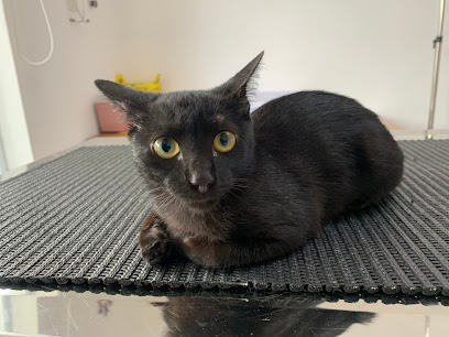 PULO DO GATO VETERINÁRIA EXCLUSIVA DE FELINOS em São Bernardo do Campo - SP