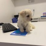 Imagem ilustrativa da empresa Raquel Lacerda - Clínica Veterinária em João Pessoa - PB