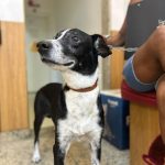 Imagem ilustrativa da empresa Rio Vet Clínica Veterinária e Pet Shop em São João de Meriti - RJ
