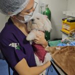Imagem ilustrativa da empresa Salud Pet - Veterinário em Brasília - DF