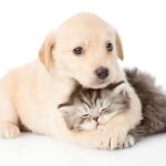 Imagem ilustrativa da empresa Sanvet - Clínica Veterinária e Oncológica em Natal - RN