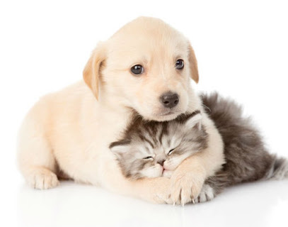 Sanvet - Clínica Veterinária e Oncológica em Natal - RN