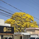Imagem ilustrativa da empresa Sapataria Leão em Campo Grande - MS